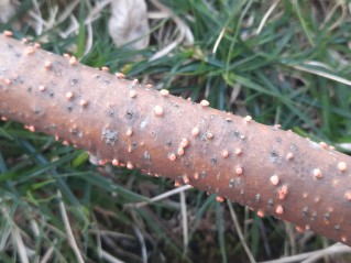 Nectria cinnabarina