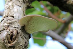 Pleurotus ostreatus