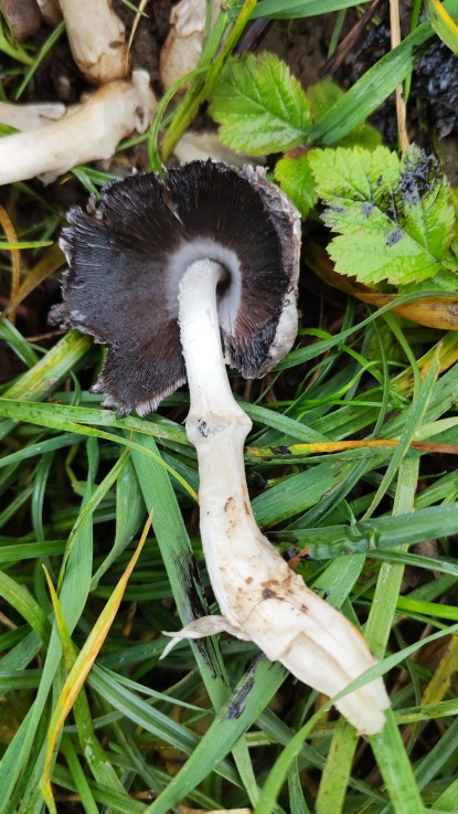 Coprinopsis atramentaria