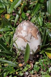 Amanita nivalis
