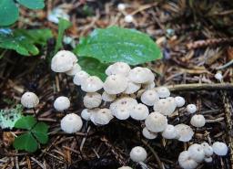 Marasmius wettsteinii