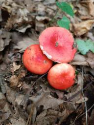 Russula nobilis