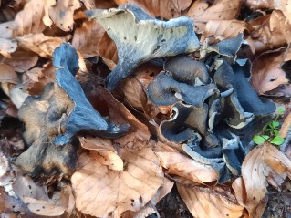 Craterellus cornucopioides