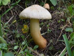 Tricholoma psammopus