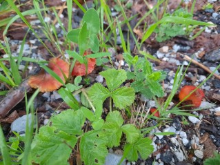 Hygrocybe conica