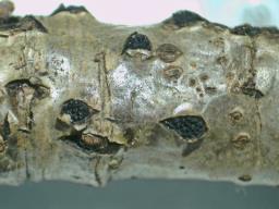 Diaporthe impulsa