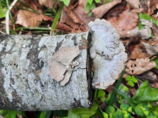 Schizophyllum commune