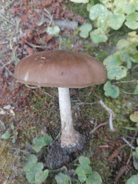 Pluteus cervinus