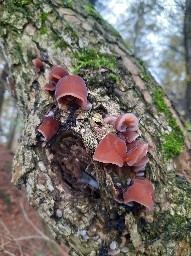 Auricularia auricula-judae