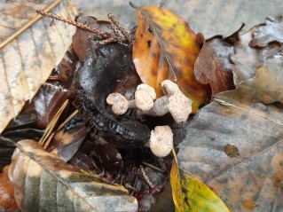 Asterophora lycoperdoides