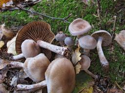 Cortinarius hemitrichus