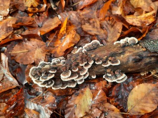 Trametes versicolor