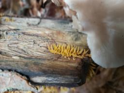 Calocera cornea