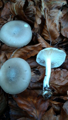 Hygrophorus agathosmus