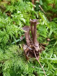 Craterellus undulatus