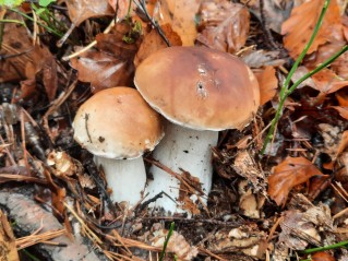 Boletus edulis