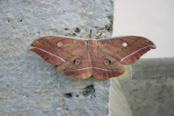 Antheraea yamamai