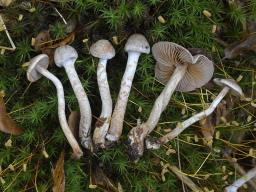 Cortinarius spilomeus