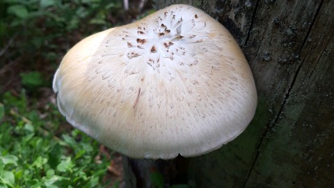 Neolentinus lepideus