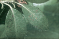 Chrysomyxa rhododendri