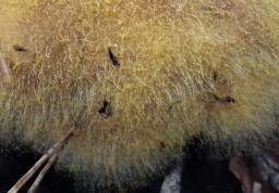 Dicranophora fulva