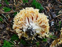 Ramaria flavosalmonicolor