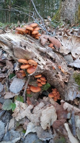 Flammulina velutipes