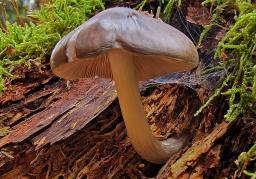Pluteus pouzarianus