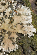 Peltigera rufescens