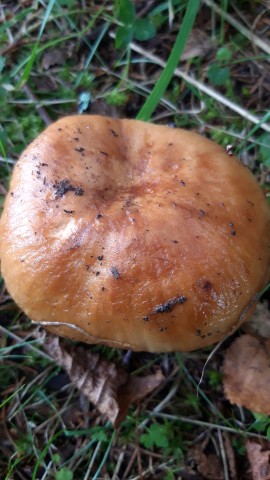 Russula foetens