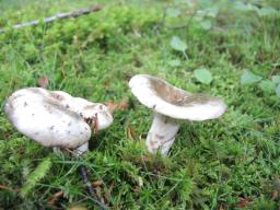 Russula fuliginosa