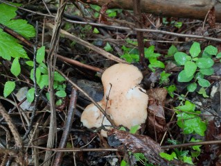 Polyporus tuberaster