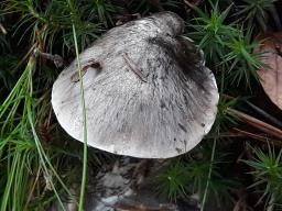 Tricholoma portentosum