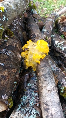 Tremella mesenterica