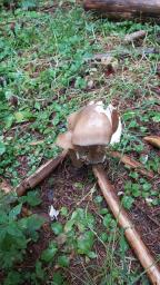 Amanita spadicea