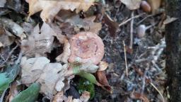 Lactarius quietus