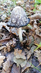 Coprinus comatus