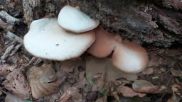 Crepidotus applanatus