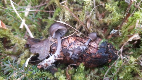 Mycena plumipes