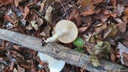 Hygrophorus discoxanthus