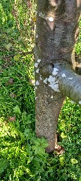 Schizophyllum commune