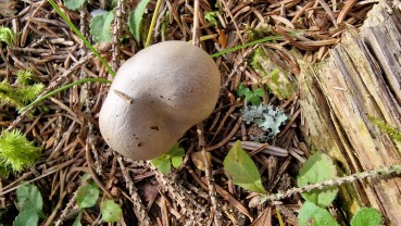 Hygrophorus agathosmus