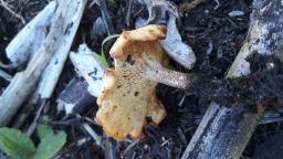 Lentinus arcularius