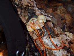 Mycena crocata