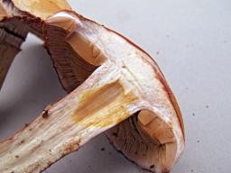 Cortinarius largus