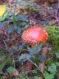 Amanita muscaria