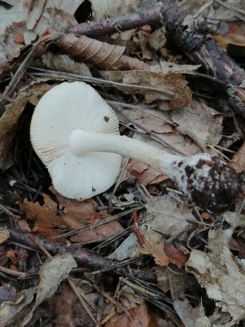 Amanita gemmata