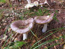 Russula cavipes