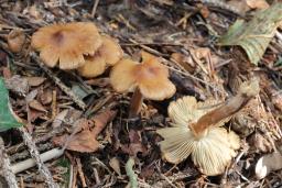 Inocybe assimilata