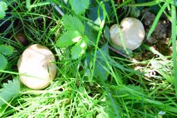 Calocybe gambosa